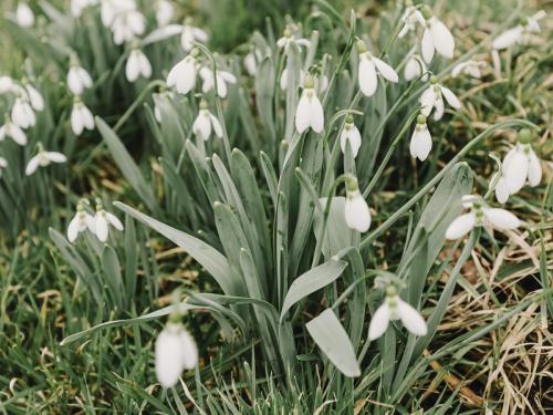 spring snowdrops